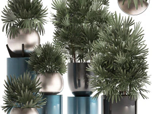 пальмы рапис Excelsa 3D Модель