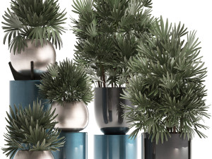 rhapis excelsa palms Model 3D