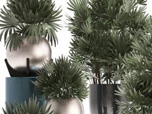rhapis excelsa palms 3D Model