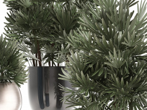 rhapis excelsa palms Model 3D