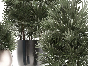 rhapis excelsa palms 3D Model