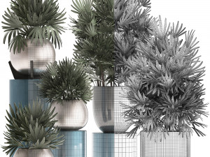 rhapis excelsa palms Model 3D