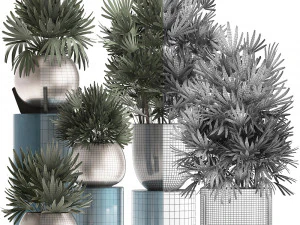 rhapis excelsa palms 3D Model