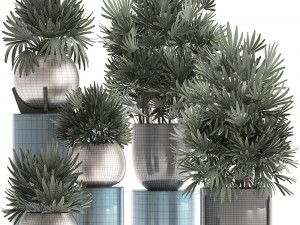 rhapis excelsa palms Model 3D