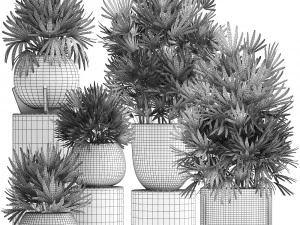 rhapis excelsa palms 3D Model