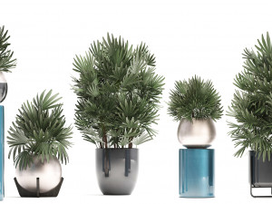 rhapis excelsa palms Model 3D