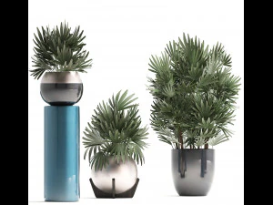 rhapis excelsa palms 3D Model