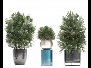 rhapis excelsa palms Model 3D
