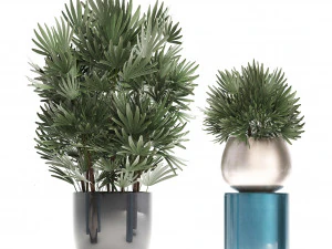 rhapis excelsa palms 3D Model