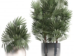 rhapis excelsa palms 3D Model