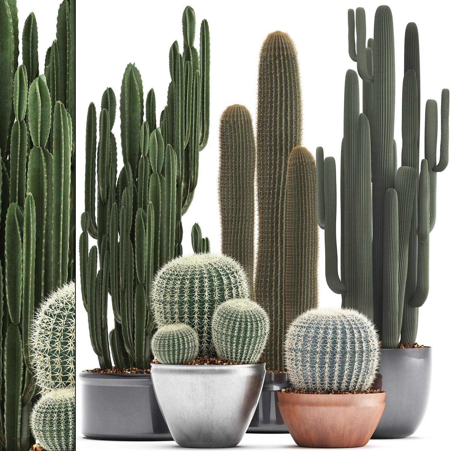 collection of exotic cactus plants 2 3D Model .c4d .max .obj .3ds .fbx .stl .blend
