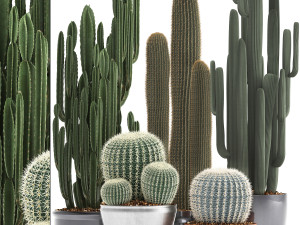 collection of exotic cactus plants 2 3D Model