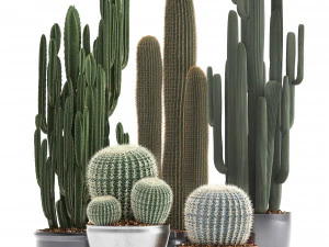 collection of exotic cactus plants 2 3D Model