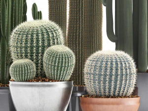 collection of exotic cactus plants 2 3D Model
