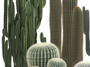 collection of exotic cactus plants 2 Modello 3D