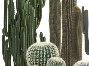 collection of exotic cactus plants 2 3D Model