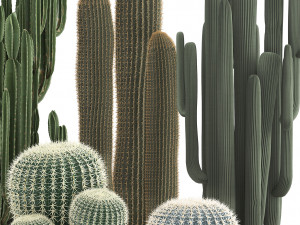 collection of exotic cactus plants 2 Modello 3D