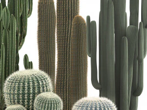 collection of exotic cactus plants 2 3D Model