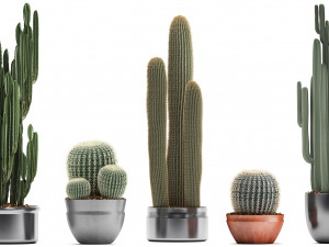 collection of exotic cactus plants 2 Modello 3D