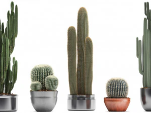 collection of exotic cactus plants 2 3D Model