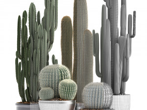 collection of exotic cactus plants 2 Modello 3D