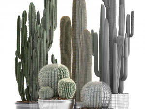 collection of exotic cactus plants 2 3D Model