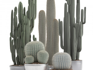 collection of exotic cactus plants 2 Modello 3D