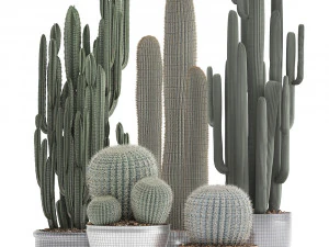 collection of exotic cactus plants 2 3D Model