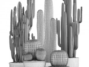 collection of exotic cactus plants 2 3D Model