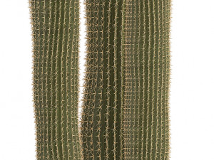cactus with eyes in a pot Model 3D