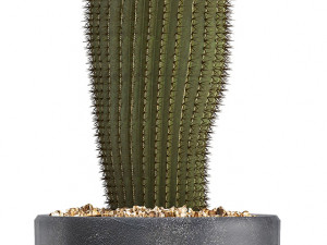 cactus with eyes in a pot Model 3D