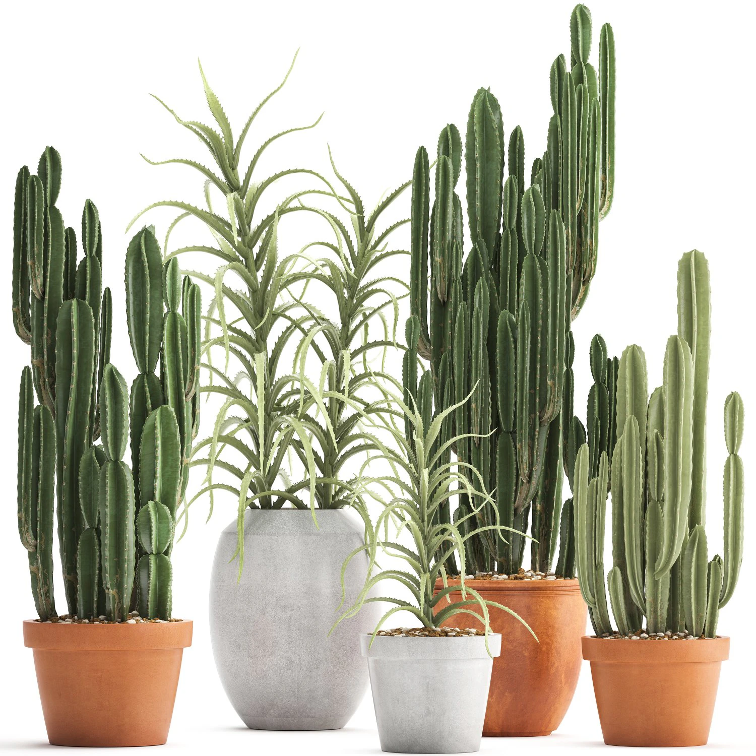 collection of exotic cactus plants 3 3D Model .c4d .max .obj .3ds .fbx .stl .blend 