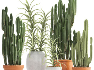 collection of exotic cactus plants 3 3D Model