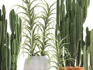 collection of exotic cactus plants 3 3D Model