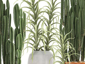 collection of exotic cactus plants 3 3D Model