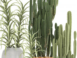collection of exotic cactus plants 3 3D Model