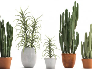 collection of exotic cactus plants 3 3D Model