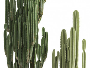 collection of exotic cactus plants 3 Model 3D