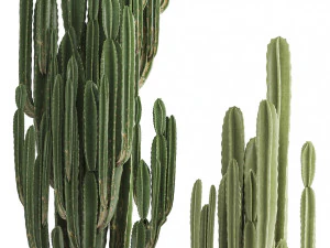 collection of exotic cactus plants 3 3D Model