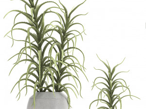 collection of exotic cactus plants 3 Model 3D