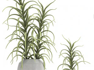 collection of exotic cactus plants 3 3D Model