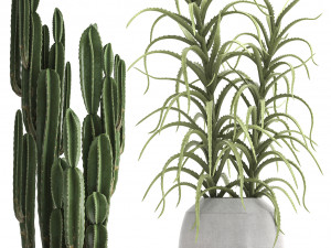 collection of exotic cactus plants 3 Model 3D