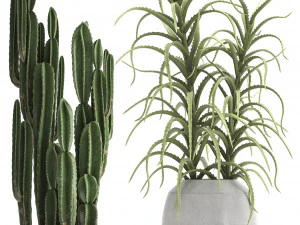 collection of exotic cactus plants 3 3D Model