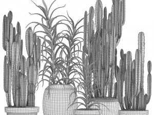 collection of exotic cactus plants 3 3D Model