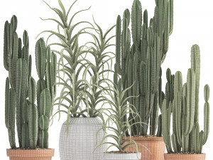 collection of exotic cactus plants 3 Model 3D