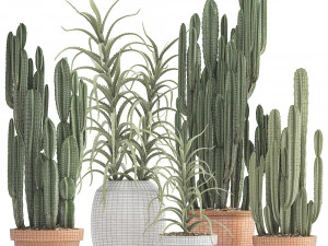 collection of exotic cactus plants 3 3D Model