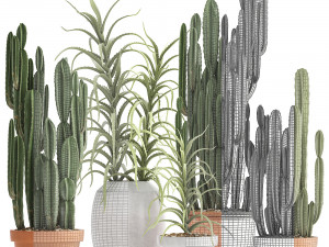 collection of exotic cactus plants 3 Model 3D