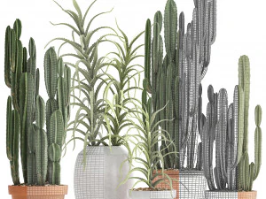 collection of exotic cactus plants 3 3D Model