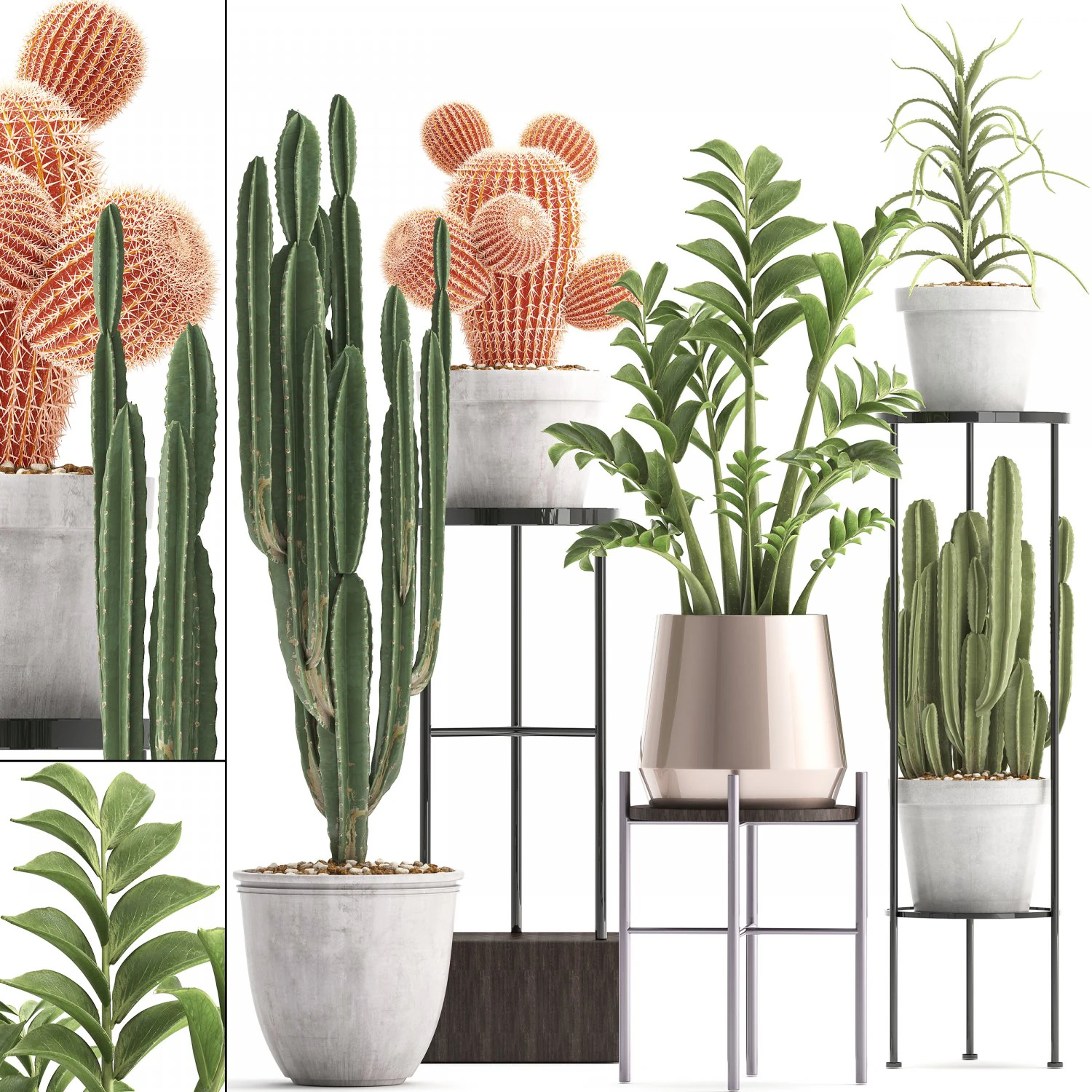 collection of exotic cactus plants 4 3D Model .c4d .max .obj .3ds .fbx .stl .blend 