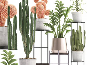 cole&ccedil;&atilde;o de cactos ex&oacute;ticos 4 Modelo 3D